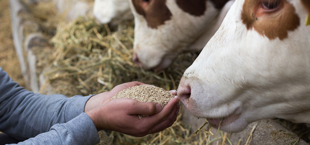Livestock Feed Benefits